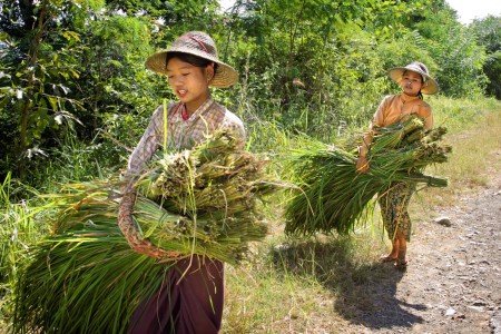 Myanmar - Birmania